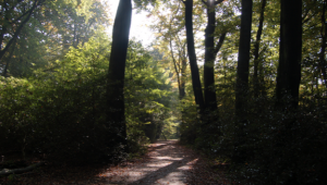 Mehr über den Artikel erfahren August- wanderung des Heimat- vereins